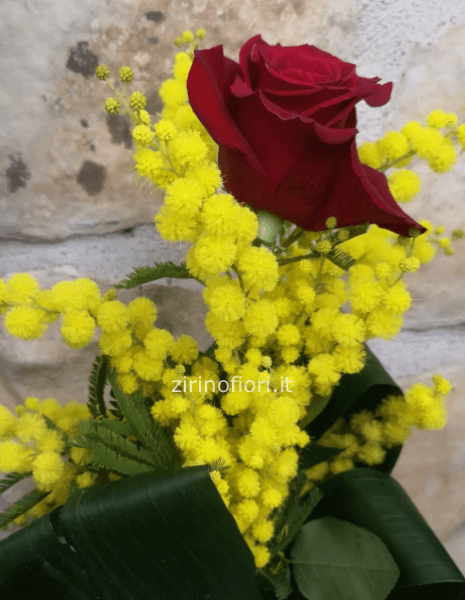 rosa rossa con  mimosa
