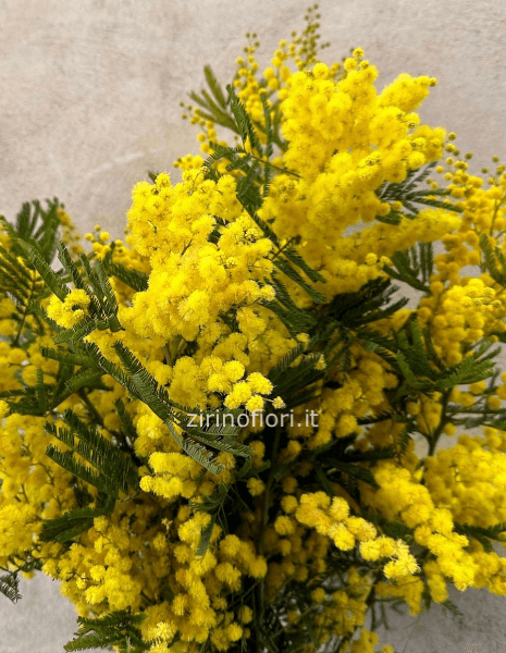 Bouquet di mimosa
