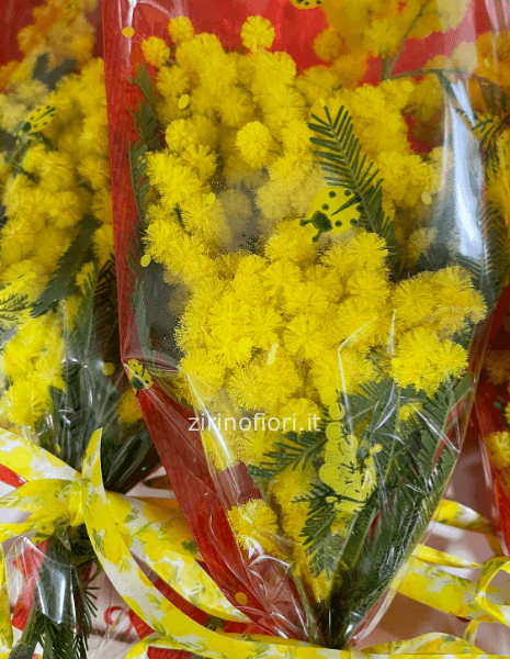 Mimosa mazzolino confez