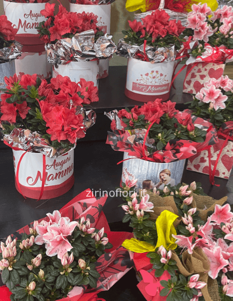 Azalea